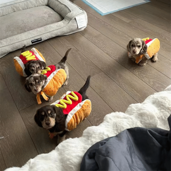 Dog Hot Dog Costume - Image 3