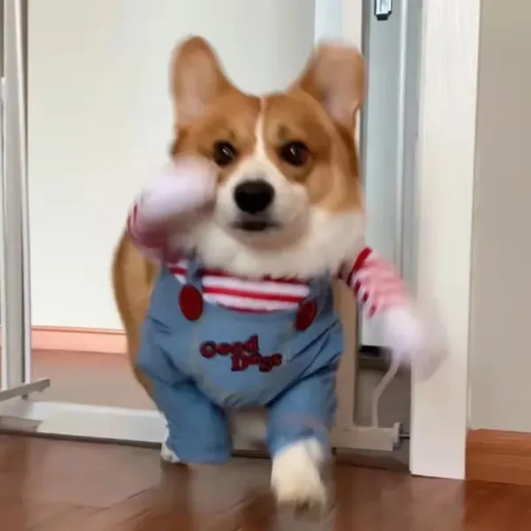 Funny Cowboy Dog Costume