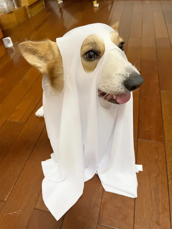 Halloween Ghost Dog Costume - Image 2
