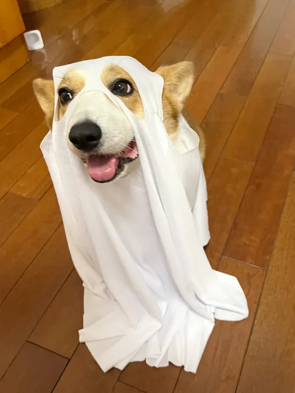 Halloween Ghost Dog Costume - Image 3